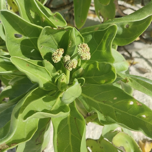 Heliotropium velutinum