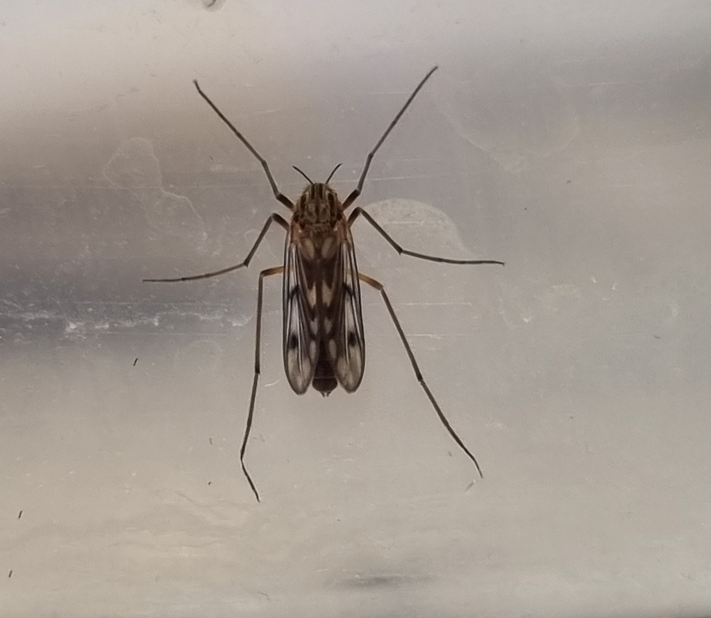 Macropelopia