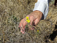 Erysimum capitatum angustatum