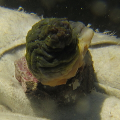 Asterocarpa coerulea