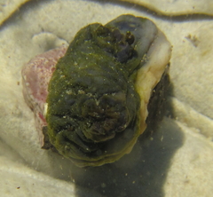 Asterocarpa coerulea