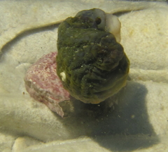 Asterocarpa coerulea