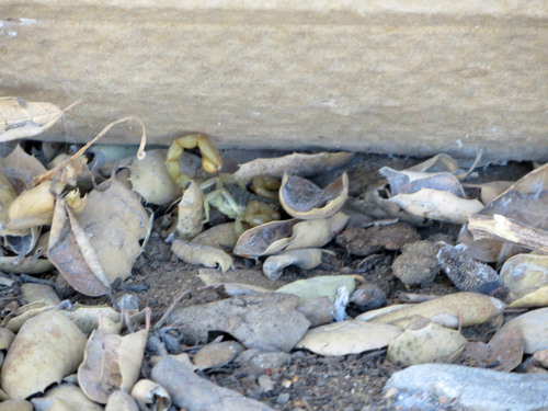 Photo of California common scorpion (Paruroctonus silvestrii)