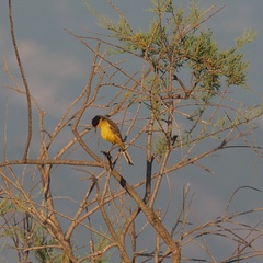 Motacilla flava feldegg