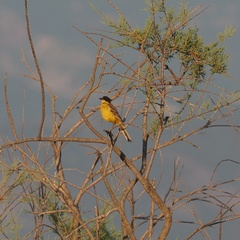 Motacilla flava feldegg