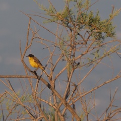 Motacilla flava feldegg