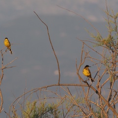 Motacilla flava feldegg