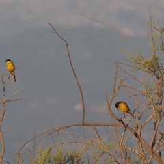 Motacilla flava feldegg