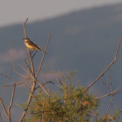 Motacilla flava feldegg