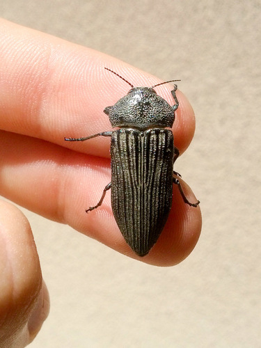 Polycesta aruensis Obenberger, 1924