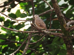 Columbina talpacoti rufipennis