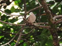 Columbina talpacoti rufipennis