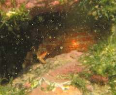 Eurynolambrus australis