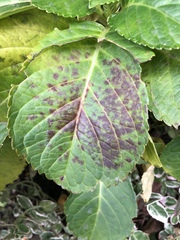 Cercospora hydrangeae
