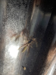 Apoica pallens image