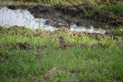 Burhinus senegalensis