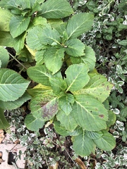 Cercospora hydrangeae