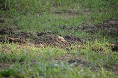 Burhinus senegalensis