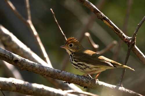 Seiurus aurocapilla image