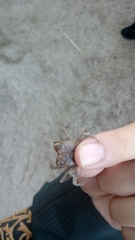 Glyptograpsus impressus