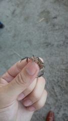 Glyptograpsus impressus