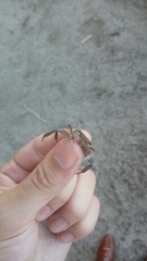 Glyptograpsus impressus