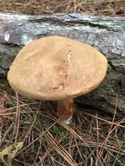 Boletus subtomentosus image