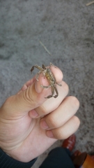 Glyptograpsus impressus