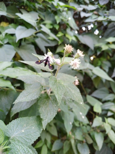 Braconidae observed 2023-05-23