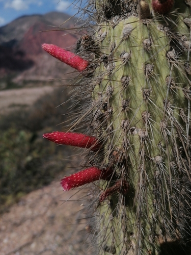 Cleistocactus luribayensis