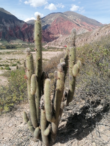 Cleistocactus luribayensis, photograph 2