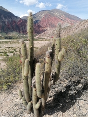 Cleistocactus luribayensis, photograph (c) Alejandro Bruno Miranda-Calle, some rights reserved (CC BY)