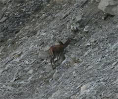 Cervus elaphus elaphus