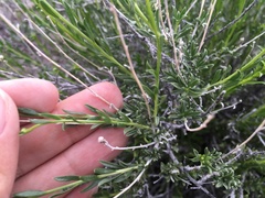 Acamptopappus sphaerocephalus