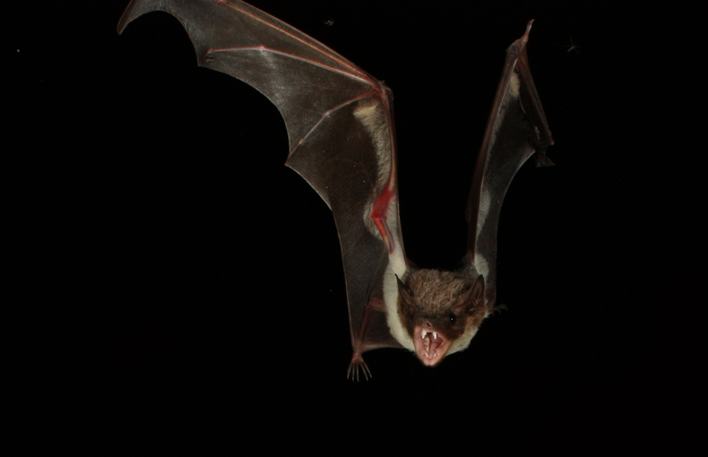 Papuan Pouched Bat
