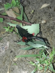 Pyrrhopyge charybdis