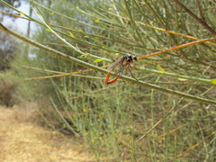 Ammophila heydeni