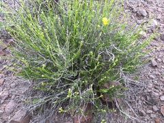 Acamptopappus sphaerocephalus