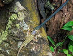 Philothamnus thomensis