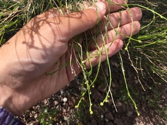 Acamptopappus sphaerocephalus