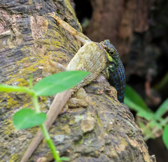 Philothamnus thomensis