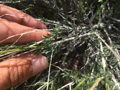 Acamptopappus sphaerocephalus