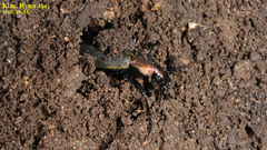 Carabus jankowskii