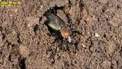 Carabus jankowskii