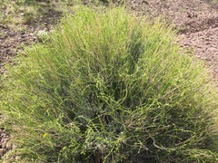 Acamptopappus sphaerocephalus