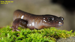 Hynobius leechii