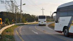 Prionailurus bengalensis