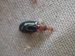 Salpingus ruficollis