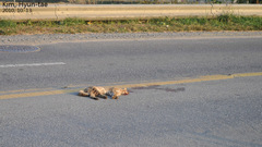 Prionailurus bengalensis