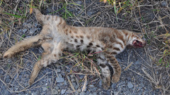 Prionailurus bengalensis